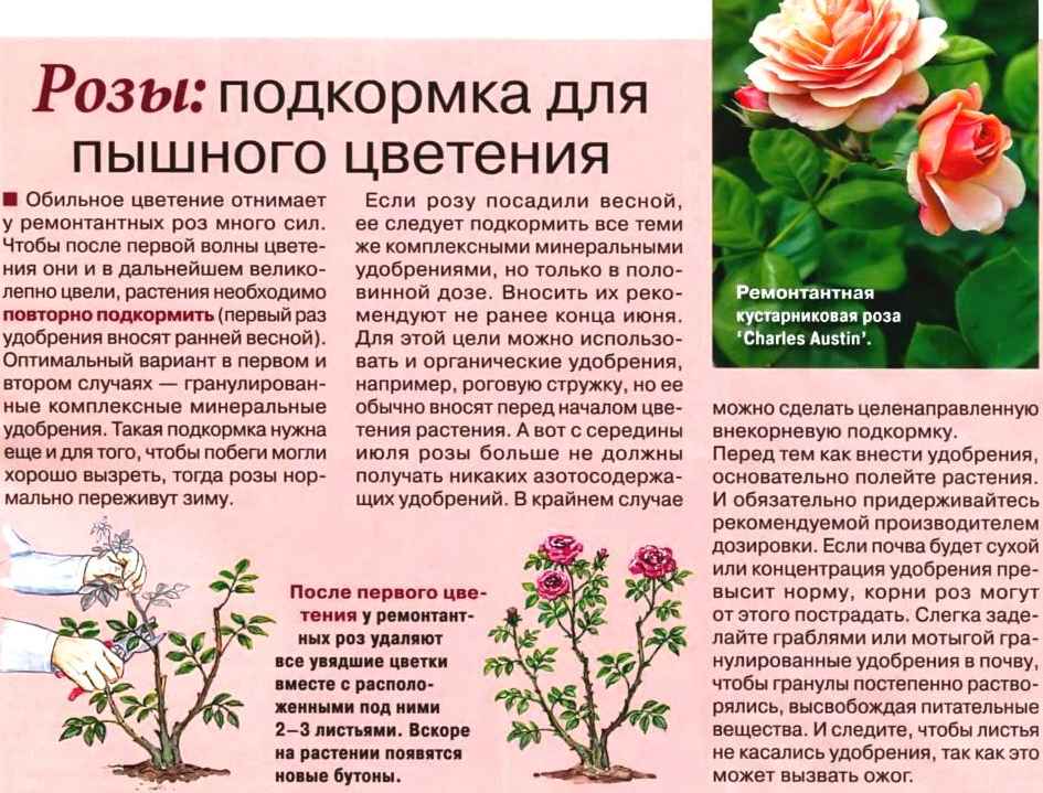Чем подкормить розы весной? — ботаничка