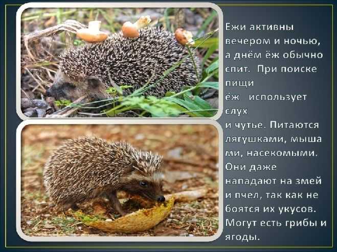 Еж на участке: польза для огорода, как привлечь и создать условия