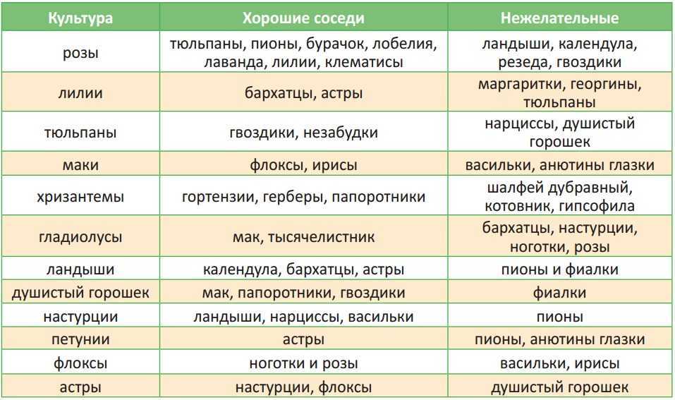 Какие культуры можно сажать рядом с томатами в теплице: совместимость