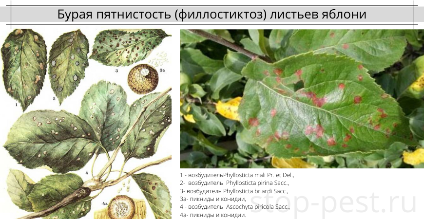 Ржавчина на груше: признаки болезни, как бороться, чем обрабатывать