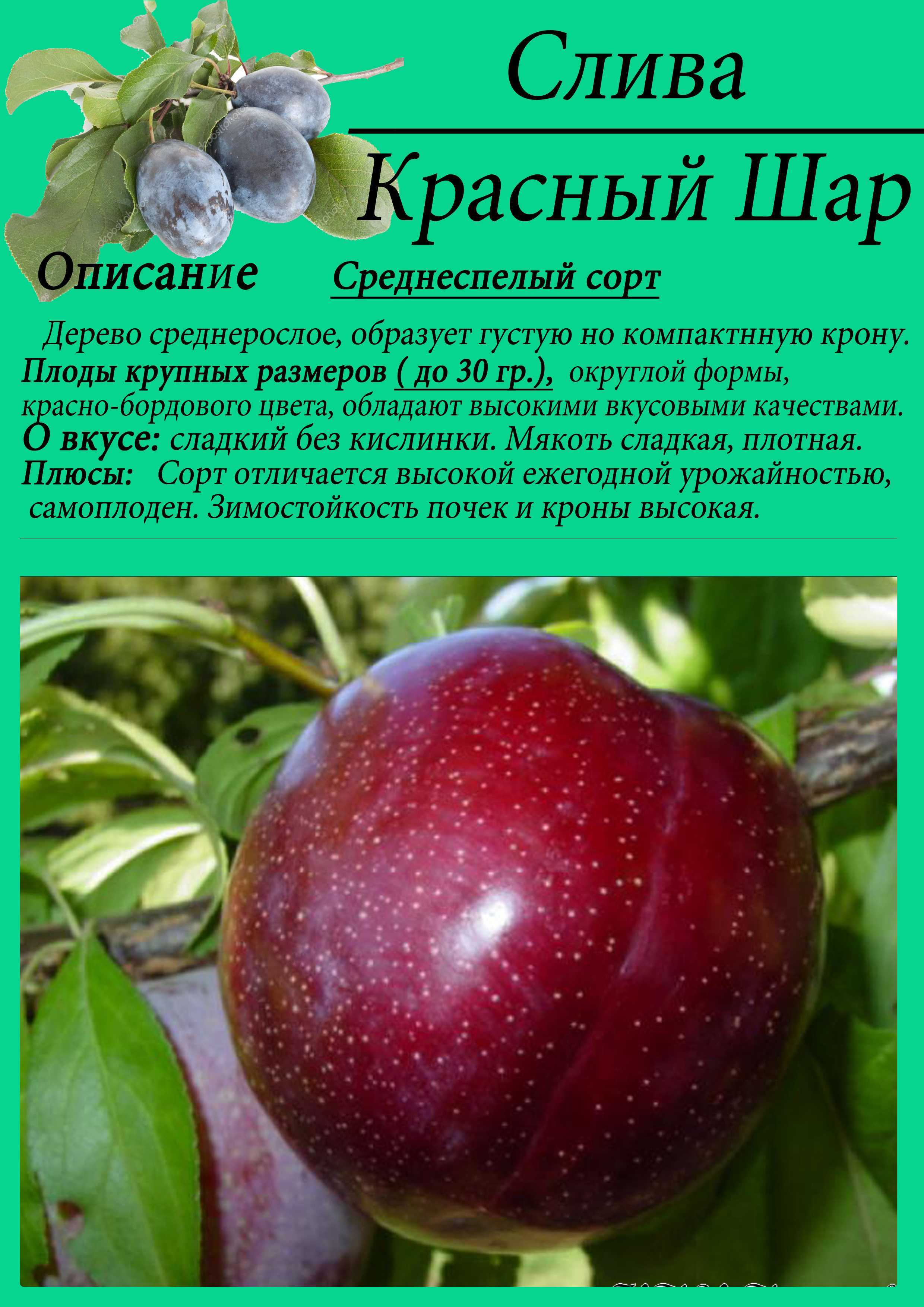 Лучшие сорта сливы для сибири - 15 самых вкусных и морозостойких