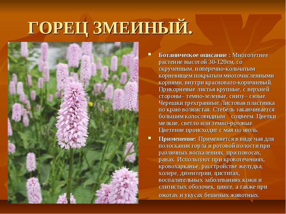 Горец змеиный: описание, свойства и применение раковых шеек