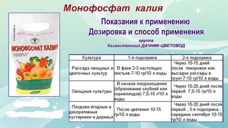 Грамотное удобрение голубики – гарантия высокого урожая