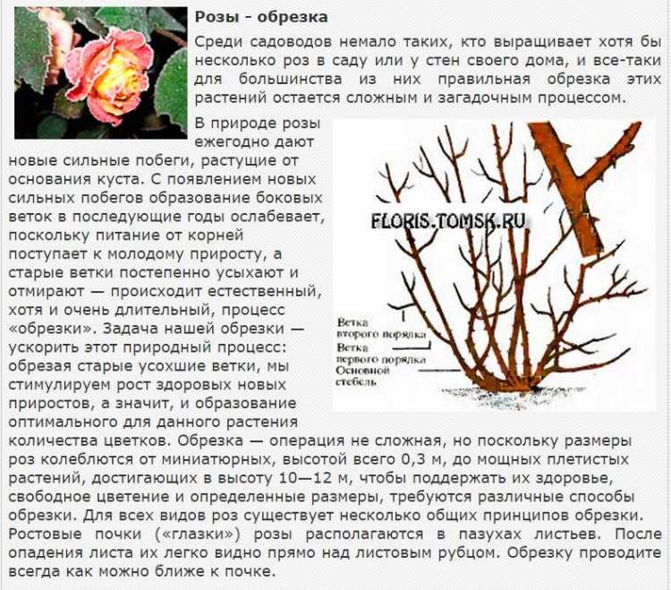 Обрезка роз весной для начинающих — как подстригать