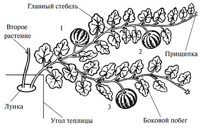 Семена тыквы для проращивания в домашних условиях: правила посадки