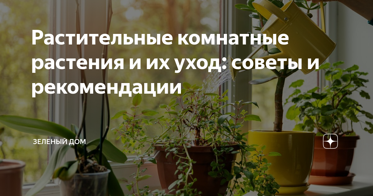 Как ухаживать за антуриум в домашних условиях