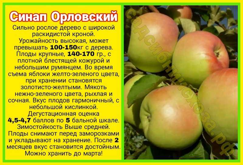 Яблоня. часть xxii. (синап- ск) - сорта по симиренко - каталог статей - инфо-сад