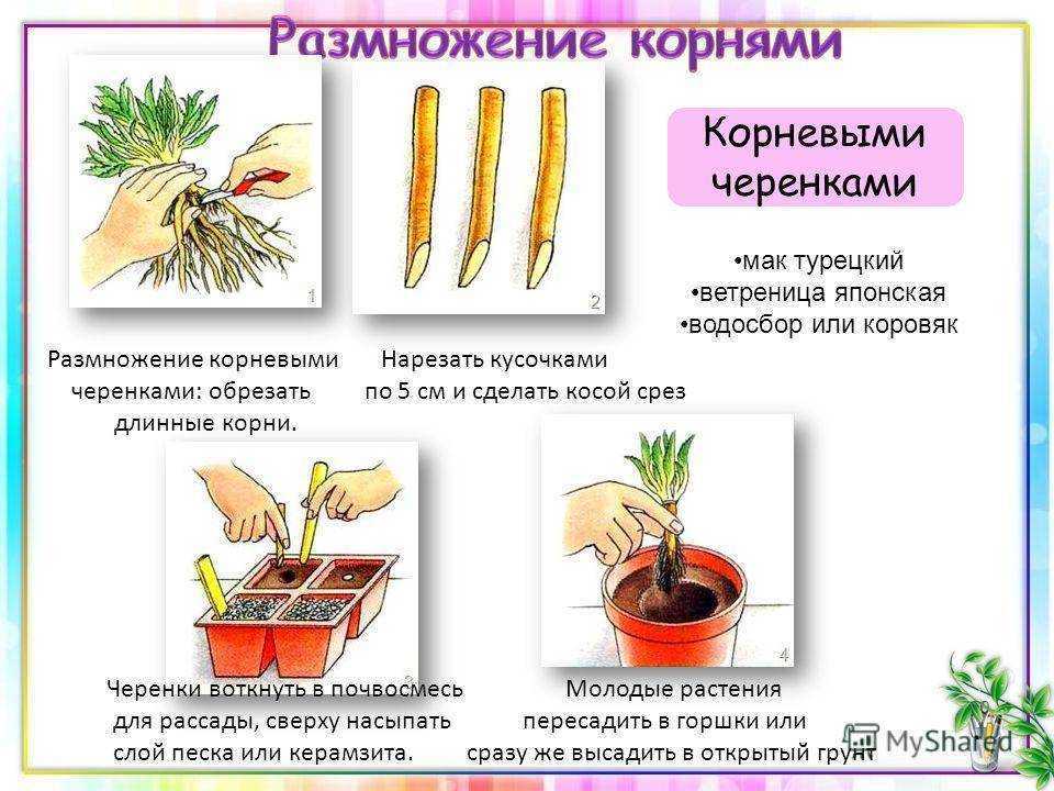 Опунция – популярные виды с фото. все об уходе дома