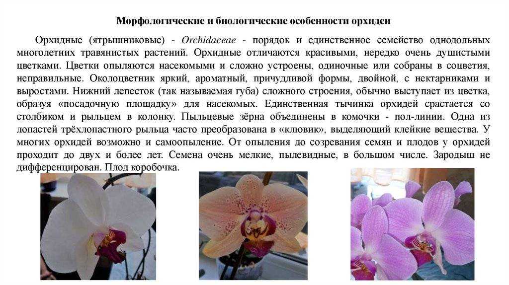 Орхидея фаленопсис: уход в домашних условиях, в том числе рекомендации по поливу, освещению, температурному режиму, обрезке, подкормке, пересадке и размножению, а также другие правила содержания phalaenopsis