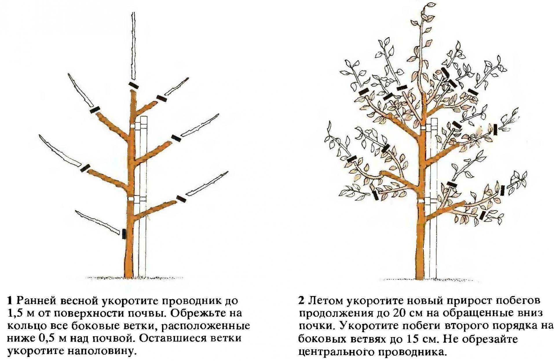 Календарь ухода за яблоней по месяцам. фото — ботаничка