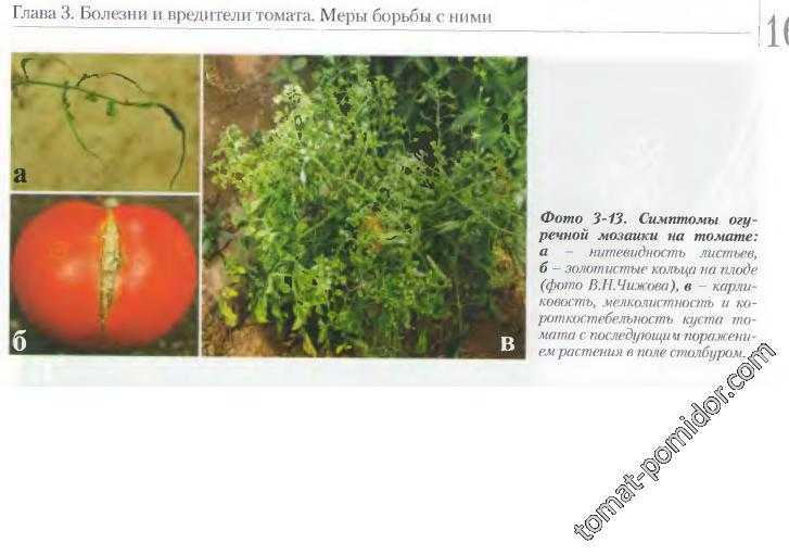 По каким причинам желтеет, скручивается, сохнет и опадает листва у помидорной рассады, пути решения проблемы