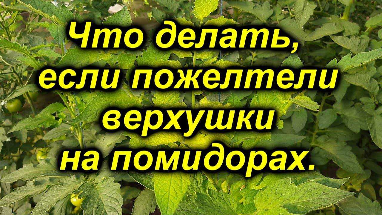 Почему желтеют листья у рассады помидор. желтеет рассада томатов на подоконнике: что делать, чем подкормить