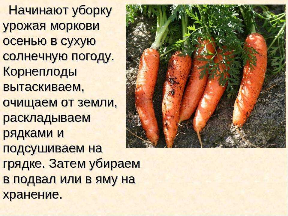 Как вырастить крупную и сладкую морковь?