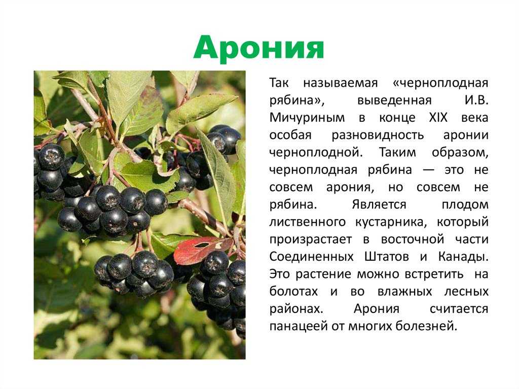 Рябина: описание, виды и сорта, секреты выращивания