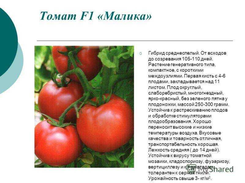 Томат аурия