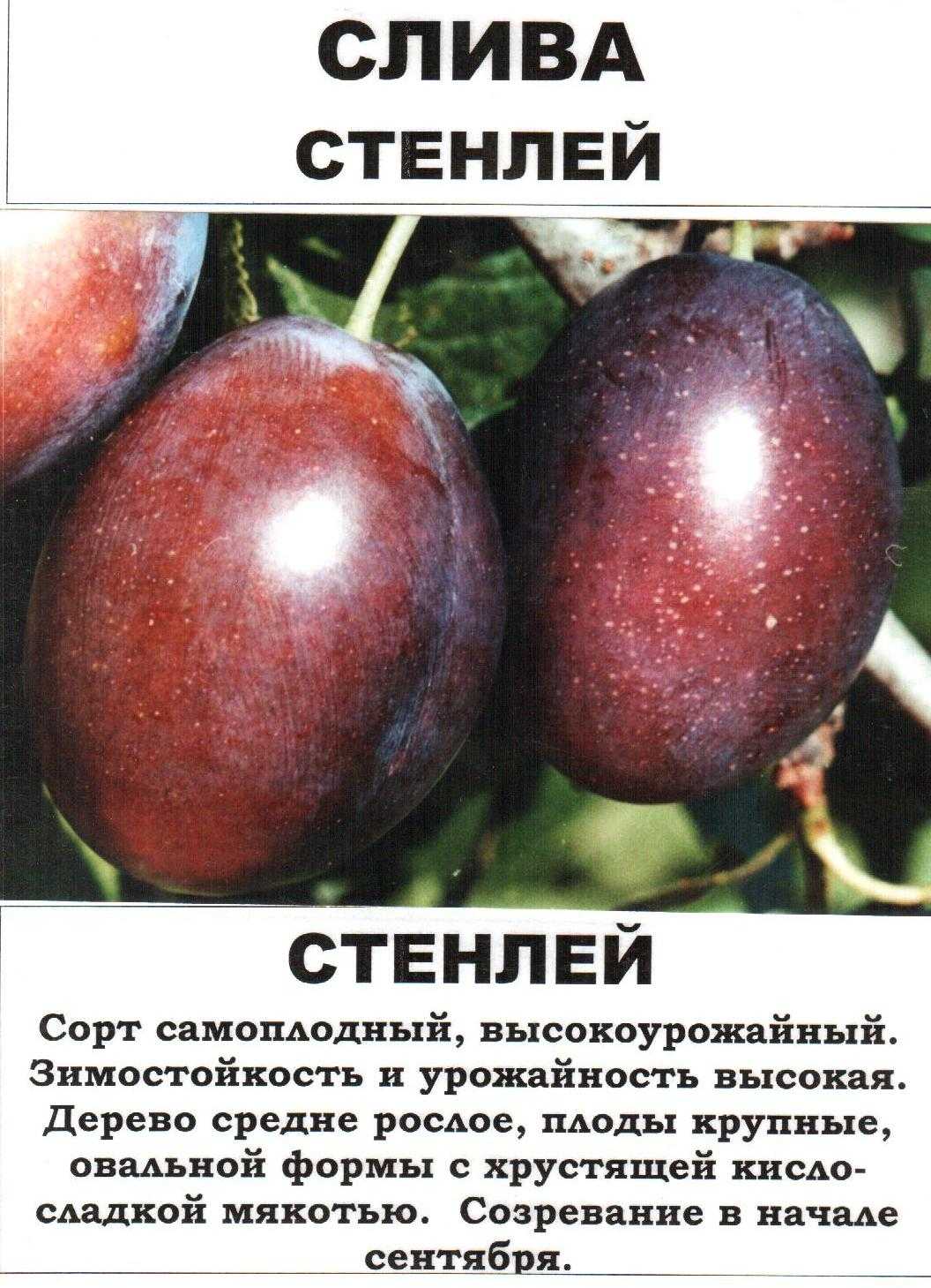 Слива богатырская: описание и характеристики сорта, посадка и уход, отзывы