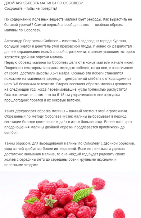 Как увеличить урожай малины в 5 раз – двойная обрезка по соболеву