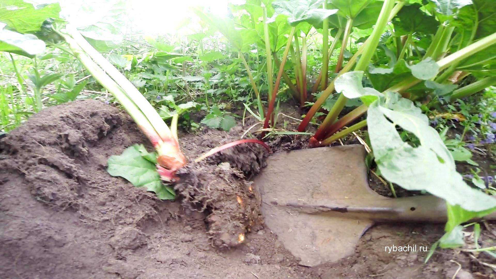 Ревень: посадка и уход в саду, выращивание из семян, свойства: вред и польза, фото