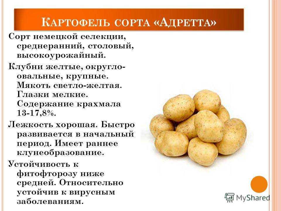 ᐉ сорт картофеля адретта – описание и фото - roza-zanoza.ru