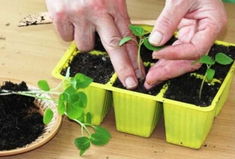 Будлея: посадка и уход в открытом грунте, сорта и размножение