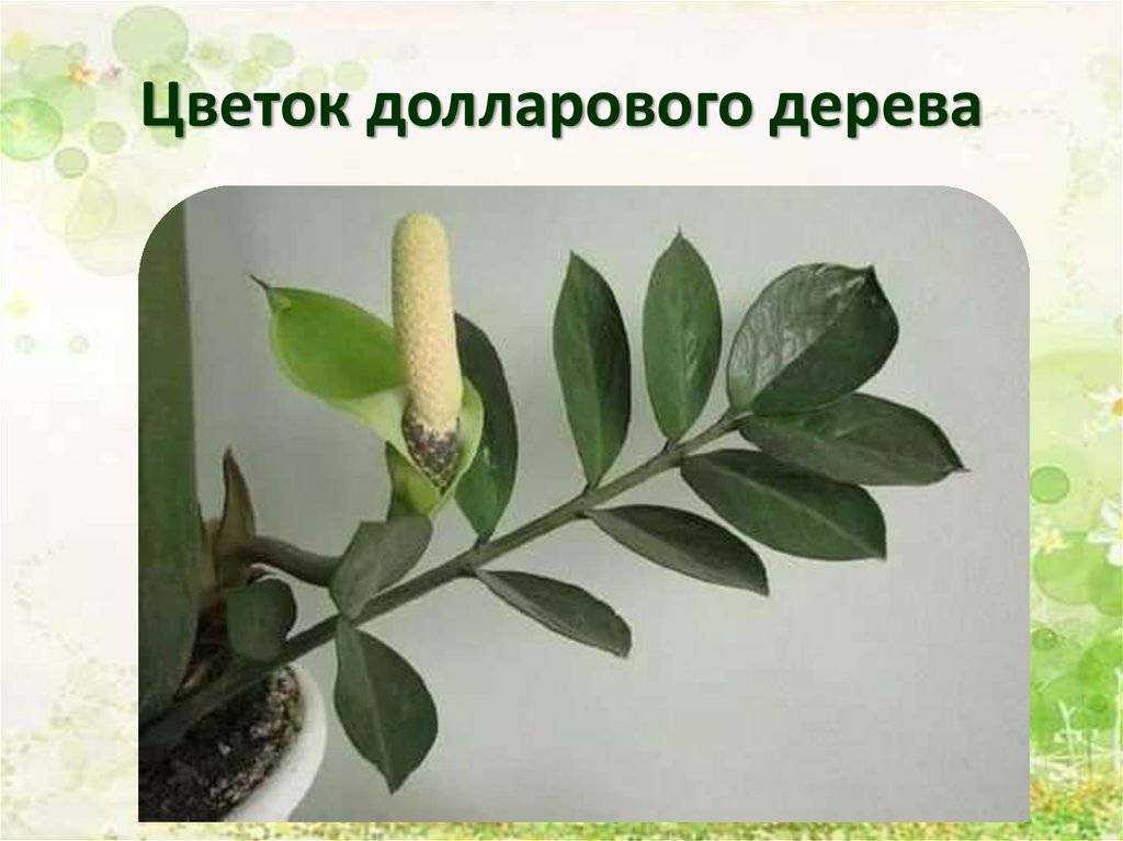 Цветок замиокулькас в доме: приметы и суеверия (+фото)