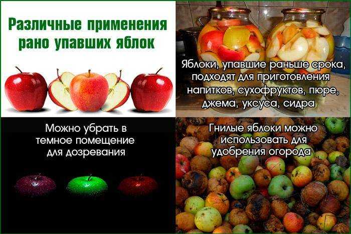 Почему падают яблоки с яблони в июле: что делать если преждевременно опадают, причины