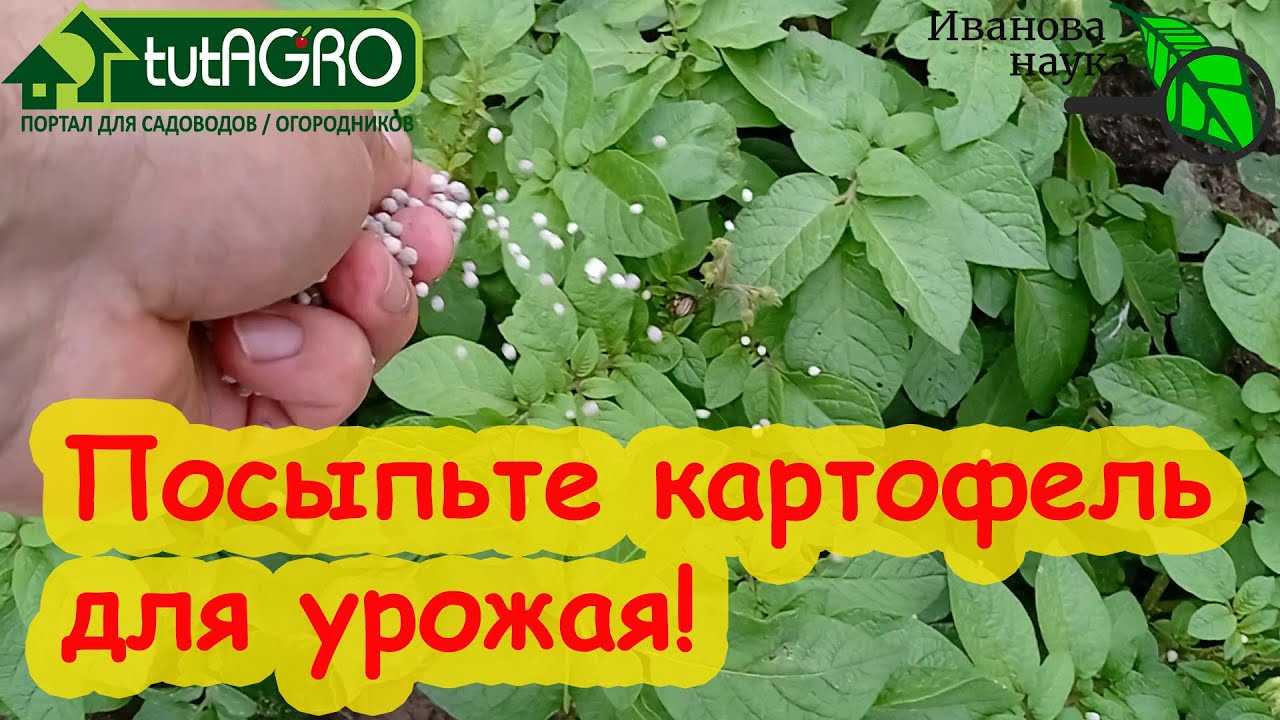 Правильный полив перца, частота проведения процедуры в теплице и открытом грунте