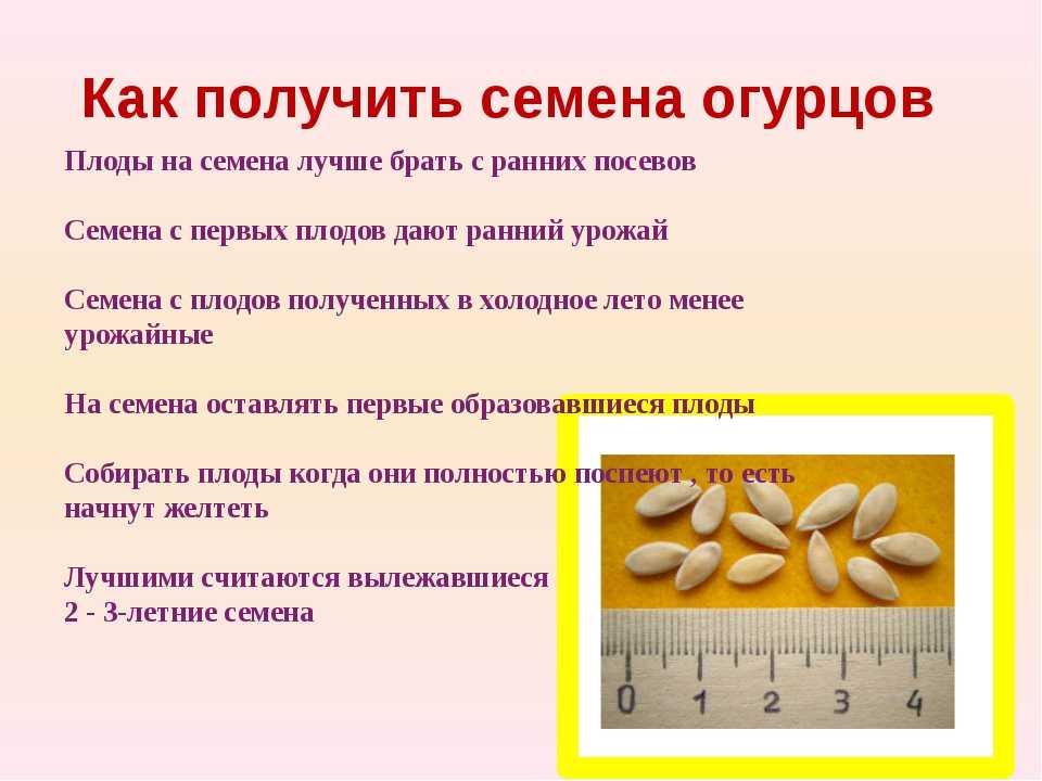 Сроки хранения семян овощей: какие семена можно еще посеять, а какие уже не взойдут?