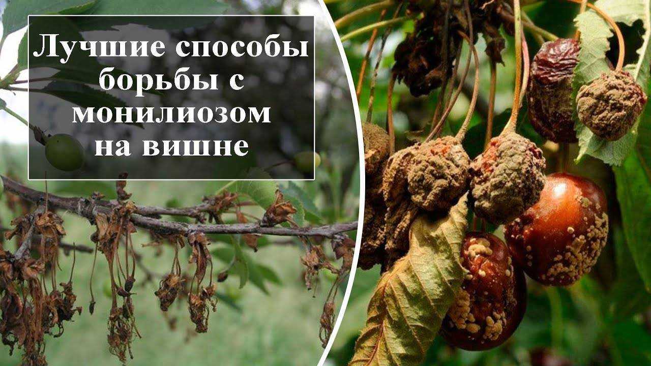 Монилиоз: почему сохнет вишня на supersadovnik.ru