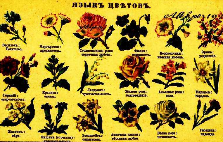 6 растений, которые дарят в знак благодарности