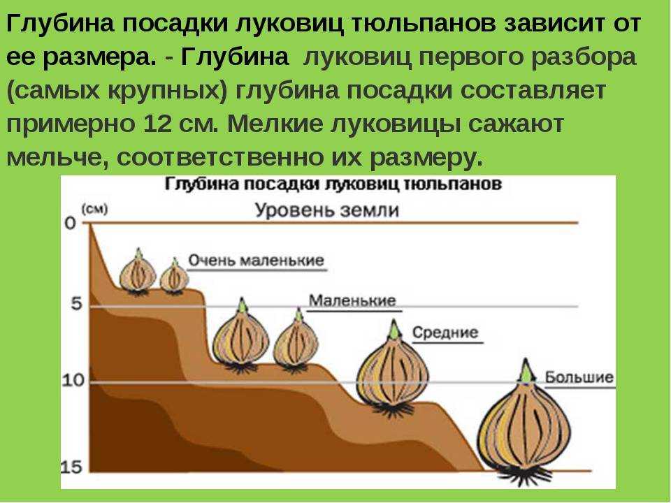 Гиацинты: посадка и уход в открытом грунте