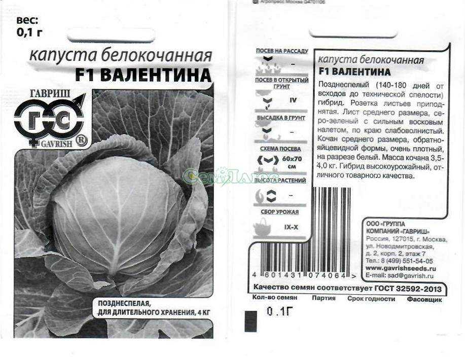 Капуста валентина — характеристика сорта, выращивание и уход