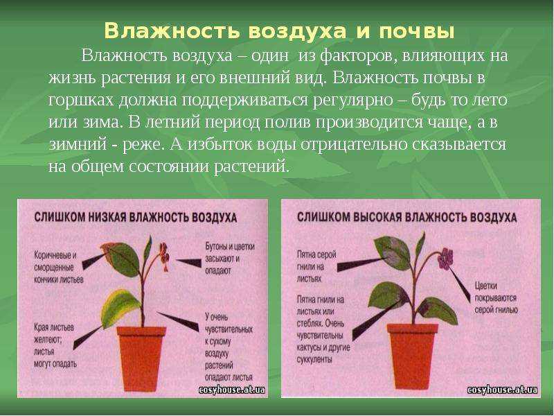 Какие цветы нельзя держать дома: топ-16 растений