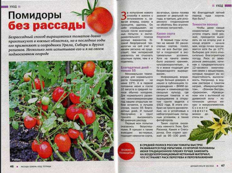Помидоры Безрассадные Сорта Отзывы И Фото