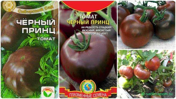 Томат черный барон: описание сорта, отзывы, фото, урожайность