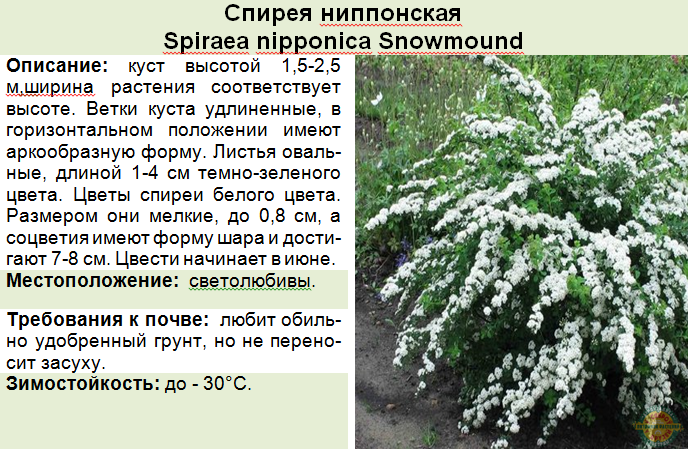 Спирея - посадка, уход, полив, подкормка. советы по размножению спиреи. особенности популярных видов и сортов. декоративные свойства и польза растения (фото + видео)