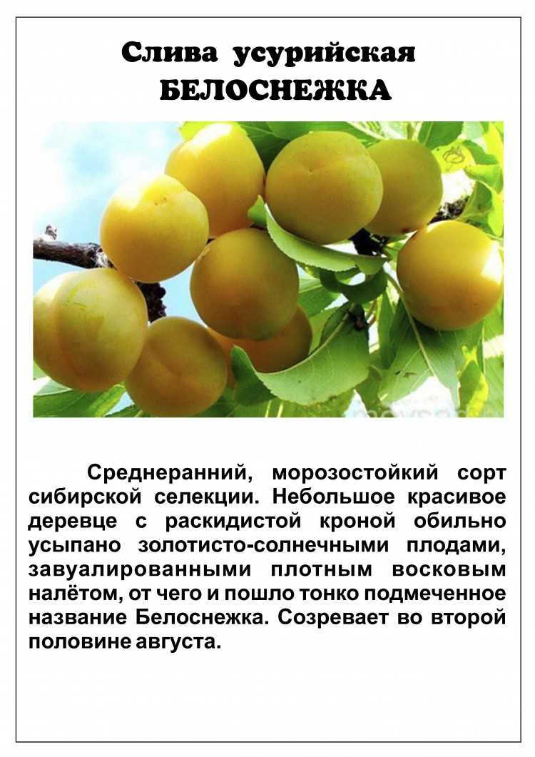 Описание и характеристики алычи сорта подарок санкт-петербургу, посадка и уход