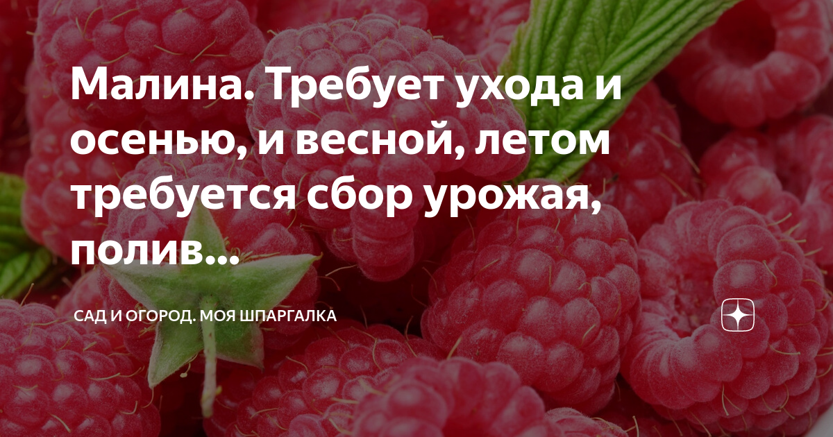 Уход за вишней весной: обрезка, подкормка, борьба с вредителями