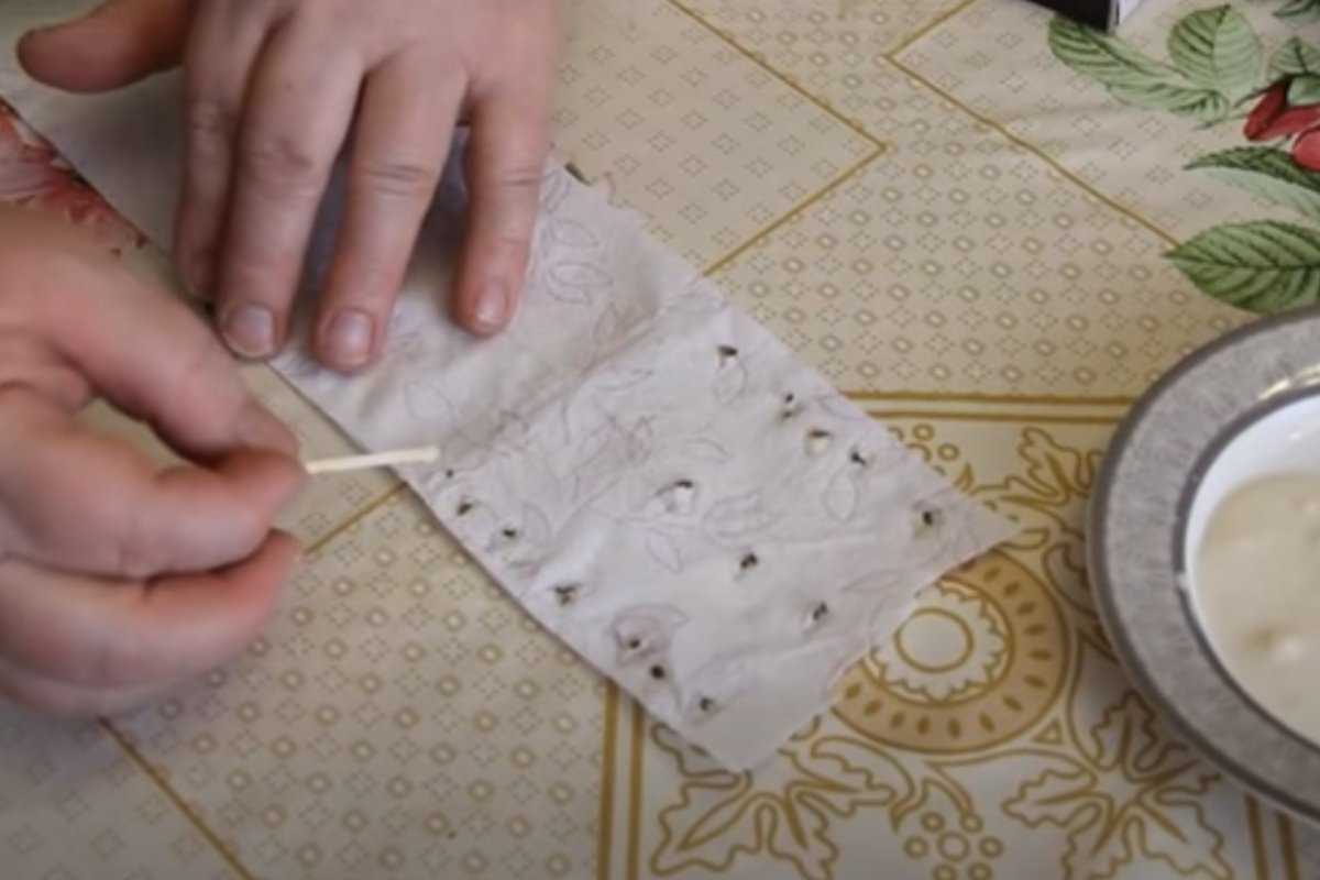 Как сажать морковь на туалетной бумаге?