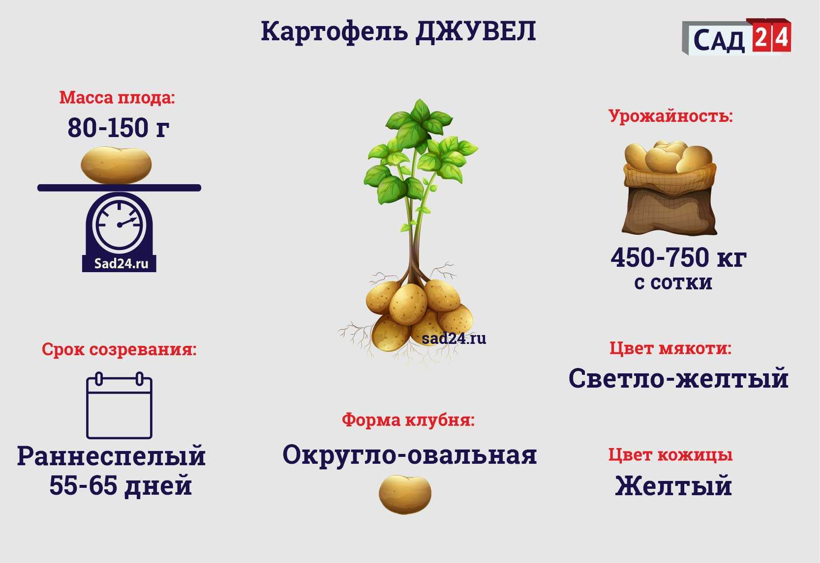 Картофель американка: подробное описание сорта, фото внешнего вида картошки, особенности её выращивания