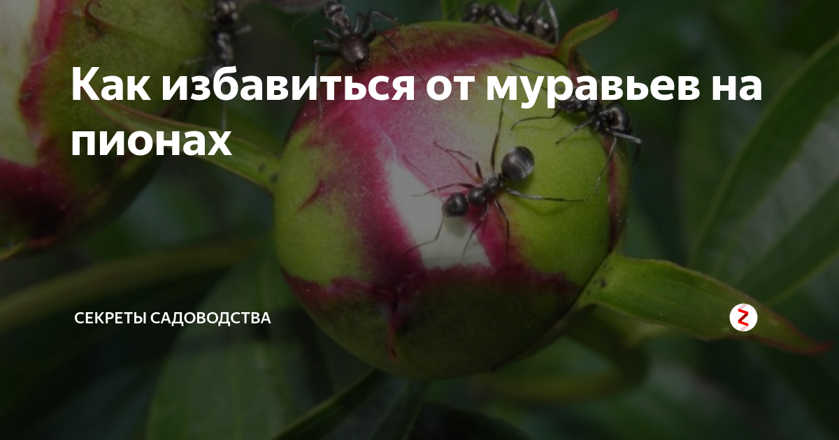 Муравьи на пионах — как избавиться, чем обработать от вредителей