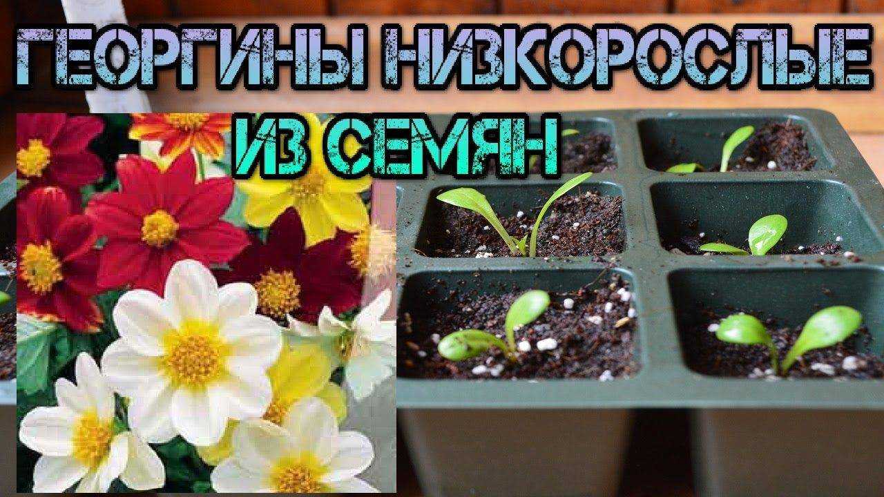 3 главных правила посадки георгин. описание, уход, сорта