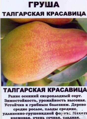 Груша талгарская красавица, описание, характеристика сорта