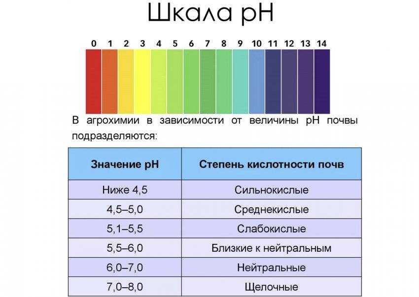 Как раскислить почву на огороде в домашних условиях весной и осенью