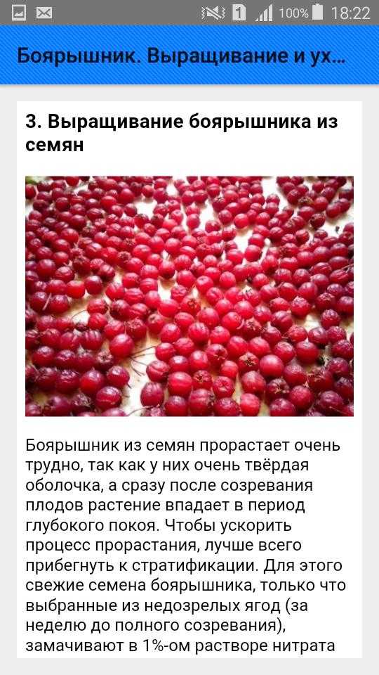 Посадка боярышника: особенности размножения и ухода в открытом грунте