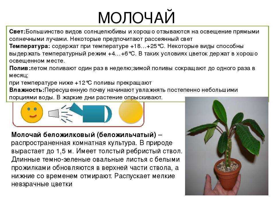 Молочай беложильчатый (беложилковый): уход в домашних условиях, фото — selok.info