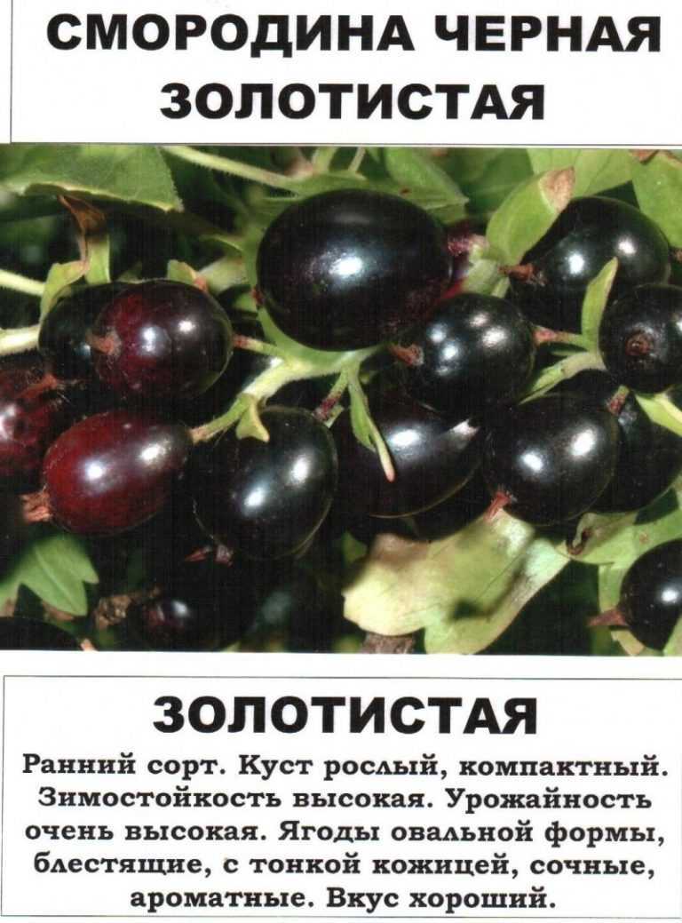 Витаминная черная смородина: самые сладкие, крупноплодные, урожайные сорта