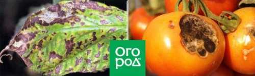 Пятна на листьях помидоров [диагностика и рекомендации что делать]