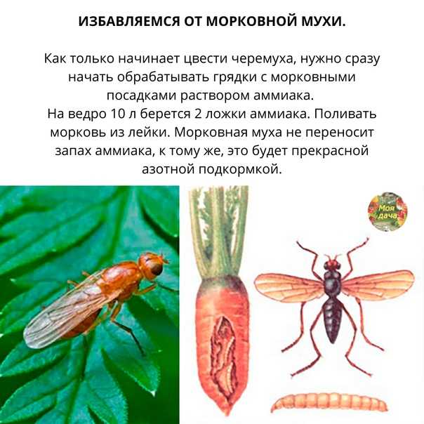 Морковная муха – как с ней бороться. профилактика, препараты и народные средства
