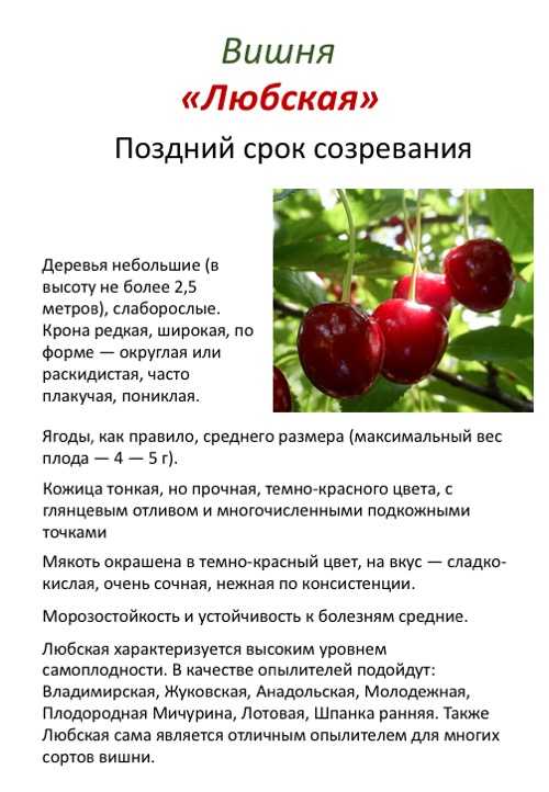 Вишня жуковская: описание и характеристика сорта, достоинства и недостатки, особенности посадки и ухода + фото и отзывы